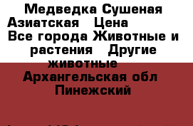 Медведка Сушеная Азиатская › Цена ­ 1 400 - Все города Животные и растения » Другие животные   . Архангельская обл.,Пинежский 